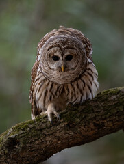 Obraz premium A barred owl in Florida 