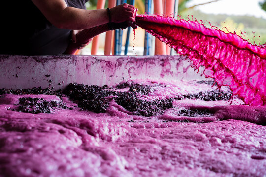 Fermenting Red Grape Sprayed through Hose