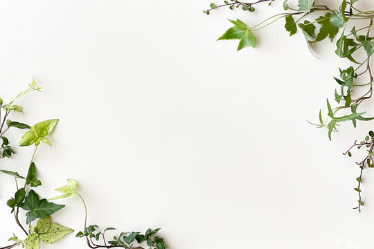 蔦のフレーム 白のバックボード - Powered by Adobe