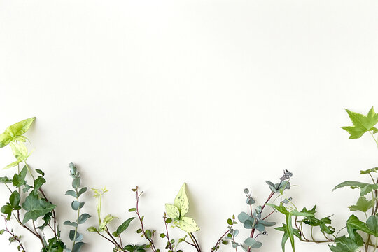 蔦のフレーム 白のバックボード - Powered by Adobe