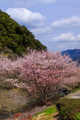 春の伊豆の満開の桜と美しい空と雲