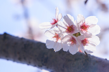 春の太陽の光にに透ける桜の花