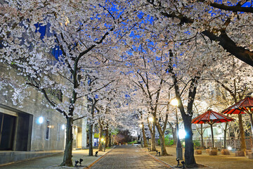 Cherry Trees at Shirakawasuji street in Kyoto City, Japan