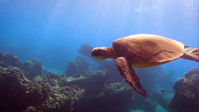 Turtle swimming over reef in Hawaii