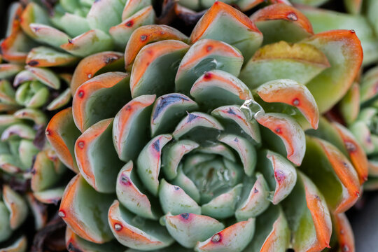 Close up of succulent plant with coloured tips and water drop