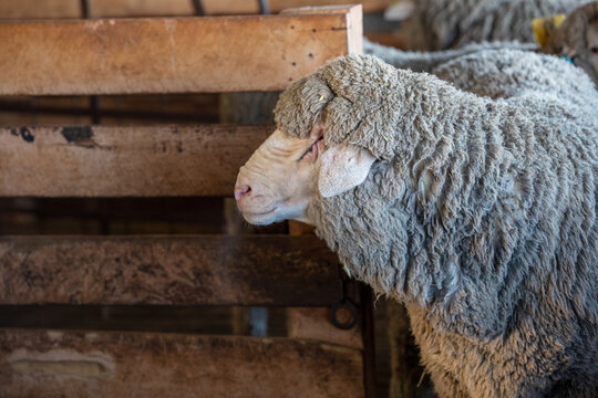 sheep in pens in shearing shed
