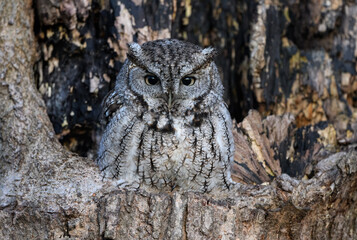 Eastern Screech Owl  Sitting in a Tree Hole in Early Spring, Portrait