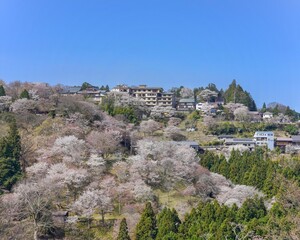 青空バックに見る満開の中千本桜の情景＠吉野山、奈良