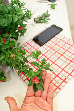 Imagen vertical. Mano sosteniendo flor de planta suculenta. Fondo objetos, desenfocados,  de jardiner&iacute;a y celular.