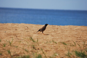 brown myna bird on maui beach with ocean in the background
