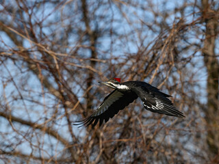 Male Pileated Woodpecker in Flight Against Trees