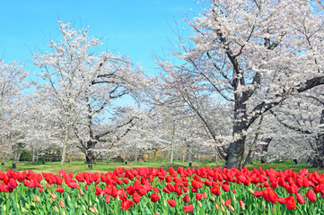 Cherry trees and tulips at Kyoto Botanical Gardens in Kyoto City