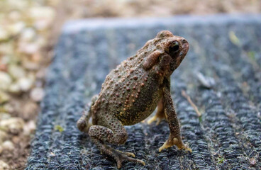 frog on the ground