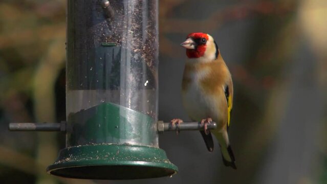 Goldfinch eating nyger seed, extreme close up