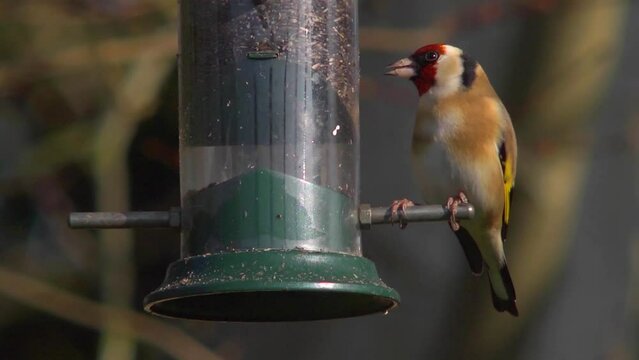 Goldfinch eating nyger seed, extreme close up 3