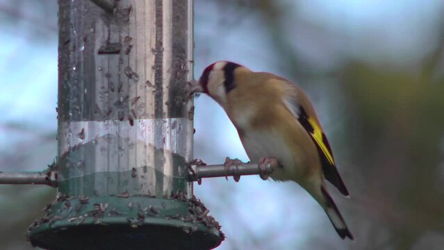 Goldfinch eating nyger seed from a garden bird feeder 3