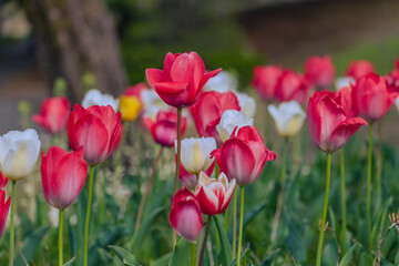 Fototapeta na wymiar 春の花壇に咲くチューリップ　春イメージ