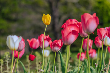 春の花壇に咲くチューリップ　春イメージ