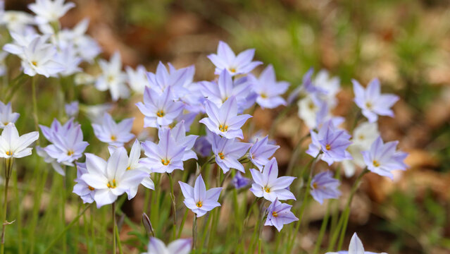Spring Starflower Images Browse 1 566 Stock Photos Vectors And Video Adobe Stock