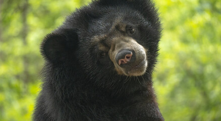 ours brun vu de profil et de 3/4 sur fond verdoyant d'une forêt