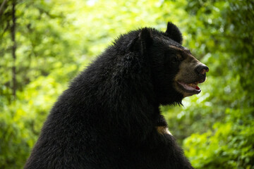 ours brun vu de profil et de 3/4 sur fond verdoyant d'une forêt