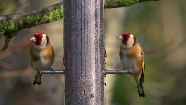Goldfinches eating nyger seed, then one flies away