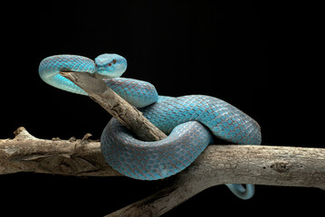 Blue pit viper in dark background