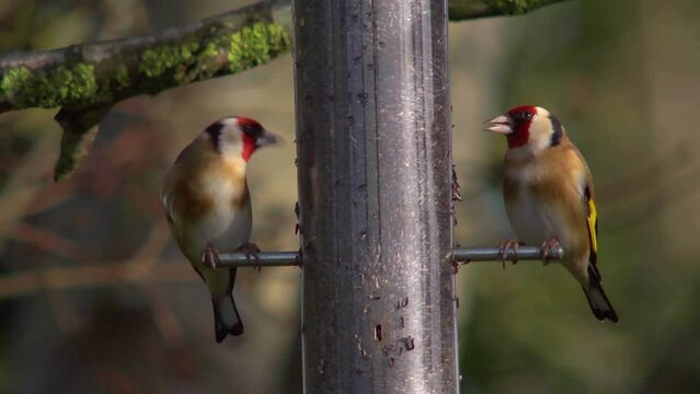 Two Goldfinches eating nyger seed, close up in sunshine