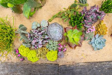 Rectangular arrangement of succulents; cactus succulents in a planter