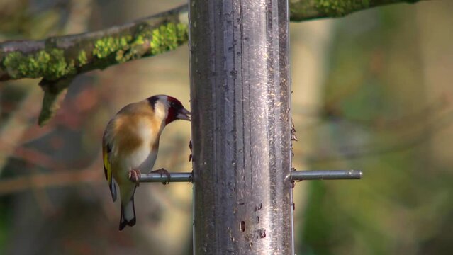 Goldfinch eating nyger seed from a feeding station. sunny.