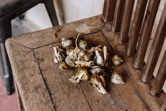 Garlic pulled from the garden