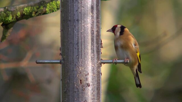 Goldfinch eating nyger seed from a garden bird feeder 2