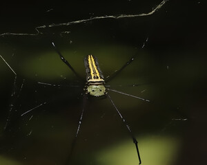 spider on the web