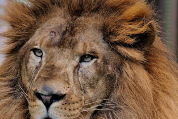 たてがみのあるライオンの顔のアップ
