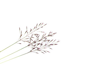 Close up Chrysopogon aciculatus flower on white background.