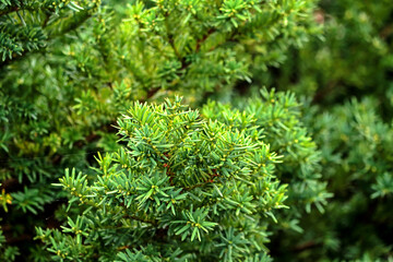 The green pine leaf in autumn