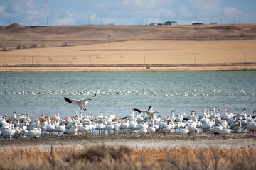Fototapeta na wymiar Annual Snow Geese Migration