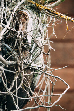 picture of roots  in a orchid plant captured closely 