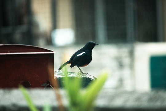 Little Bird