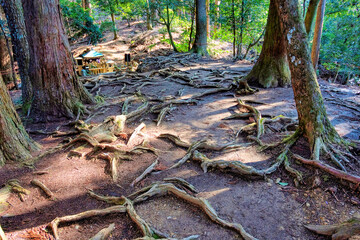 京都、鞍馬山の木の根道