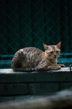 cat outside
