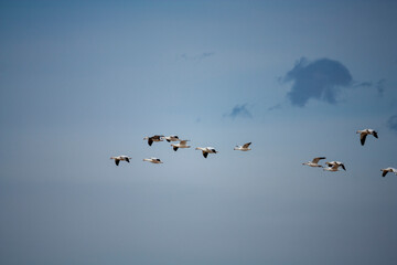Annual Snow Geese Migration