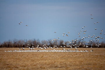 Annual Snow Geese Migration