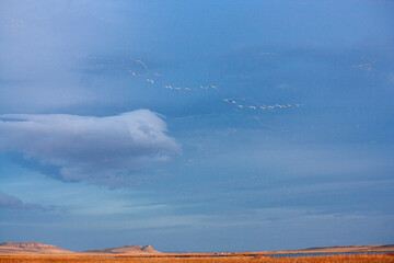 Annual Snow Geese Migration