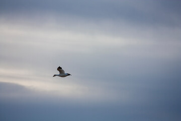 Fototapeta na wymiar The Annual Great Snow Geese Migration