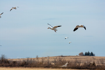 The Great Annual North American Snow Geese Migration