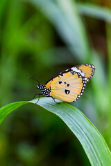 Monarch butterfly on green leaf.
