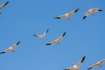 The Great Annual North American Snow Geese Migration