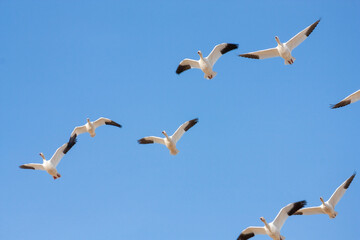 The Great Annual North American Snow Geese Migration