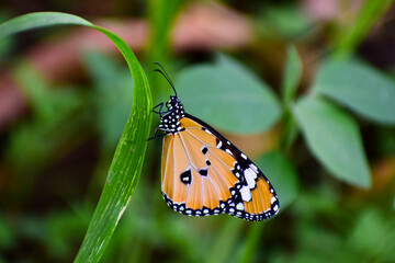 Monarch butterfly on green leaf.